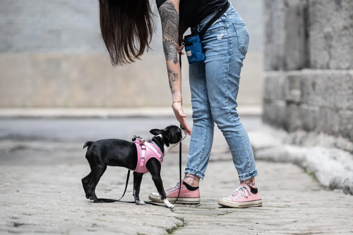 Boston terrier puppy training with dog trainer on hand touching