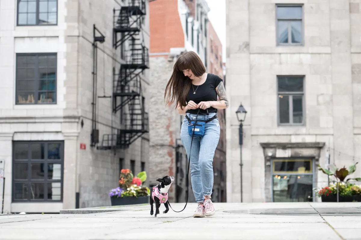 Boston Terrier puppy working on focus with a dog trainer in laval