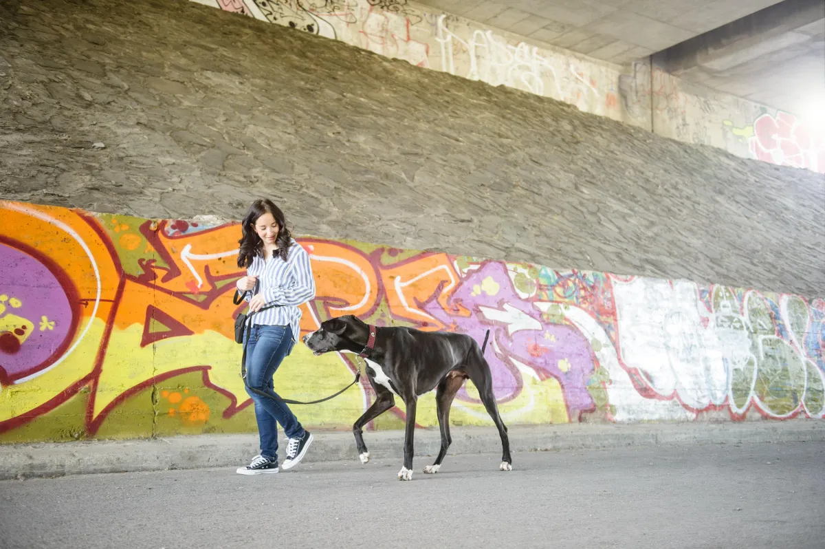 Dog trainer and great dane training on walking on leash