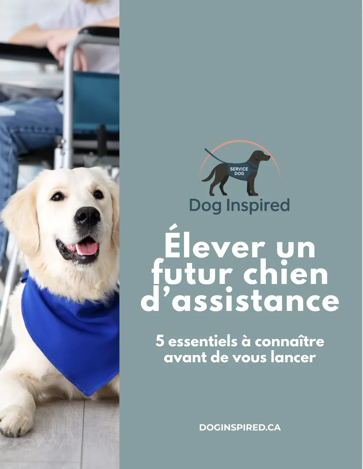 Chiot boston terrier avec une éducatrice canine à Laval