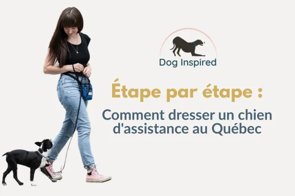 Comment entraîner un chien d’assistance au Québec (Guide étape par étape)