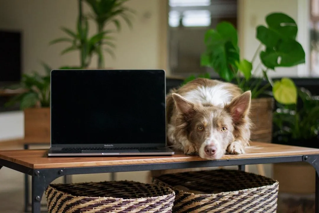 Border collie dog laying on a table next to a computer