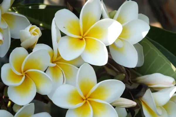 celebration of life on kauai