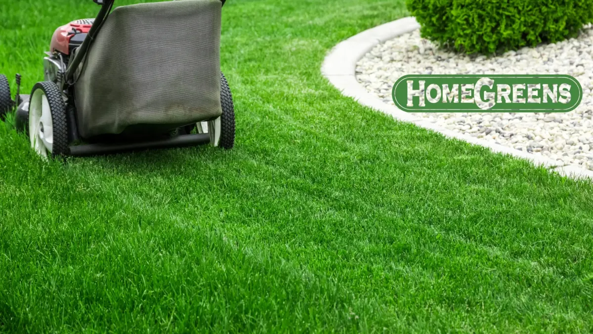 10 Expert Lawn Care Tips for Perth Homeowners | HomeGreens Guide