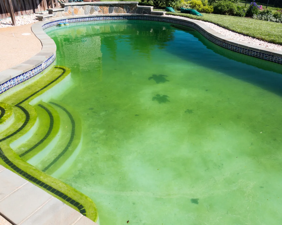 Green pool algae cleanup service Charlotte NC