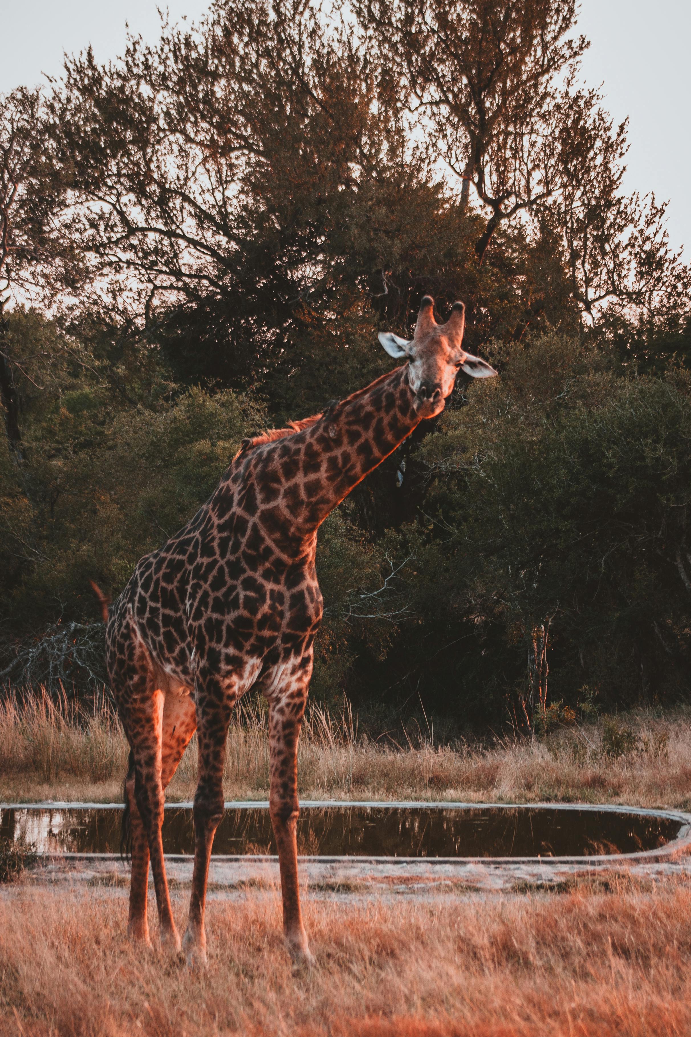 Zimbabwe Safari Guide: What a Small-Group Safari Is Actually Like