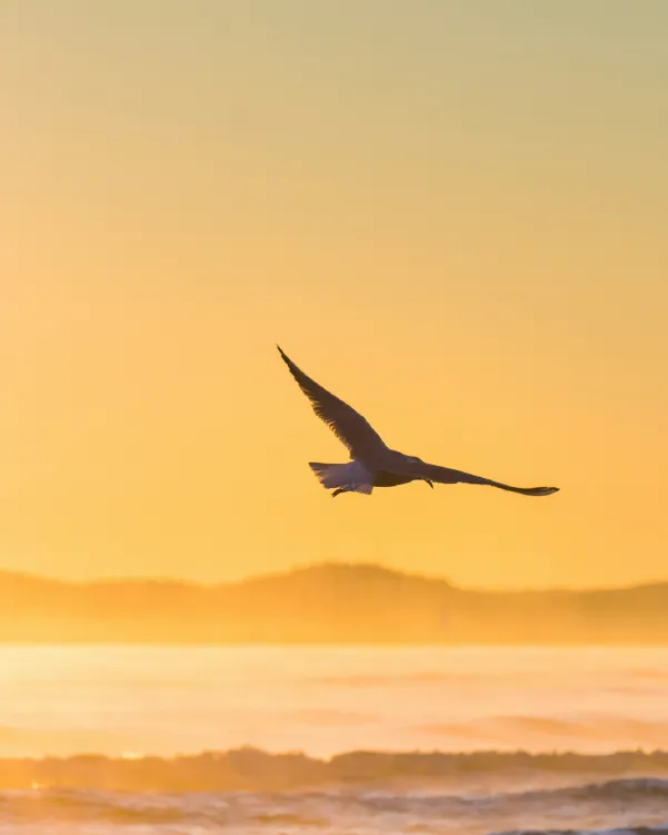 Bird soaring over ocean waves at sunset
