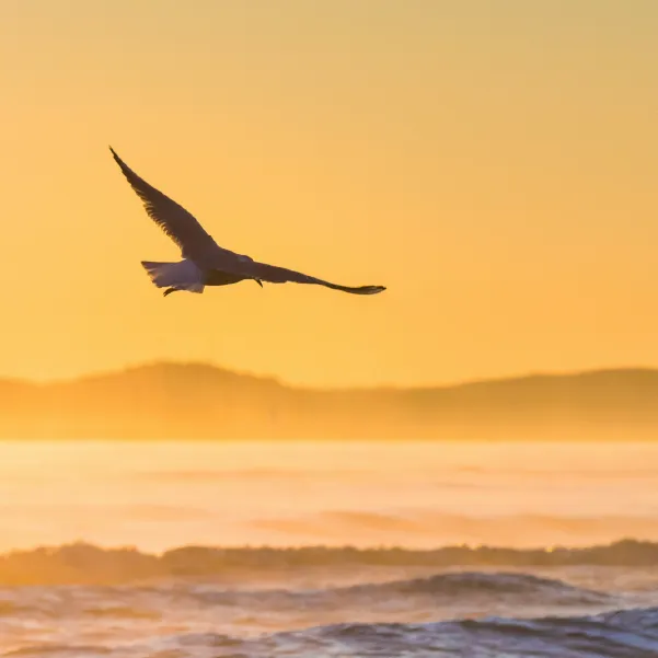 Bird soaring over ocean waves at sunset
