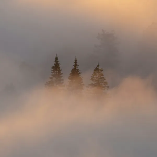 Trees behind fog