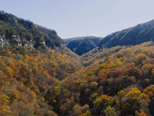 Ellijay Tree Removal