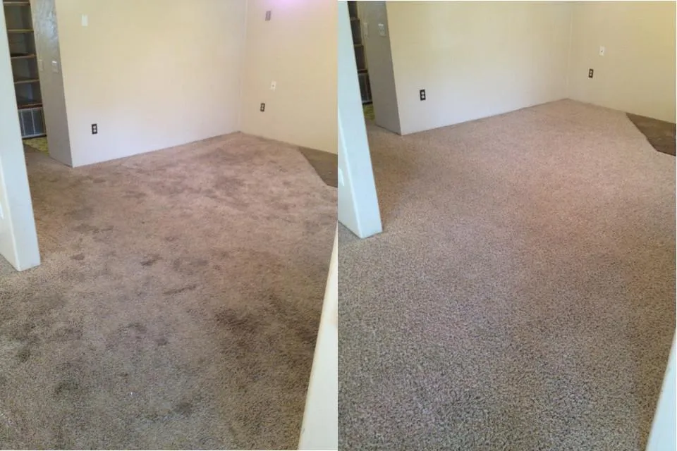 Stain & Odor Removal