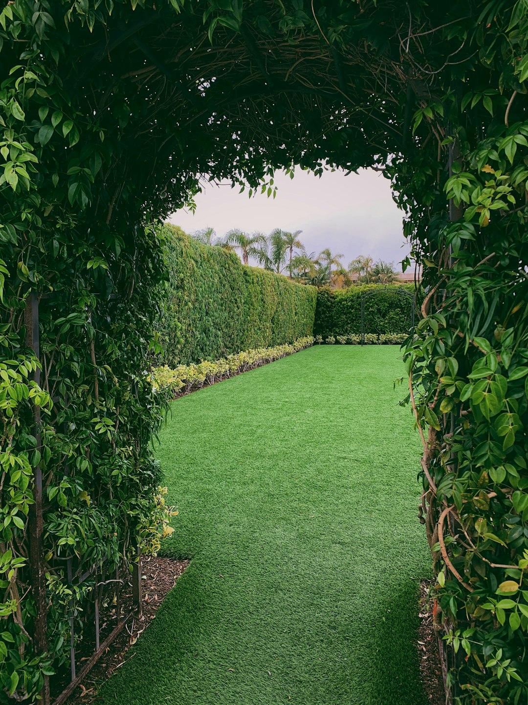 Professional tree trimming and pruning in Auckland