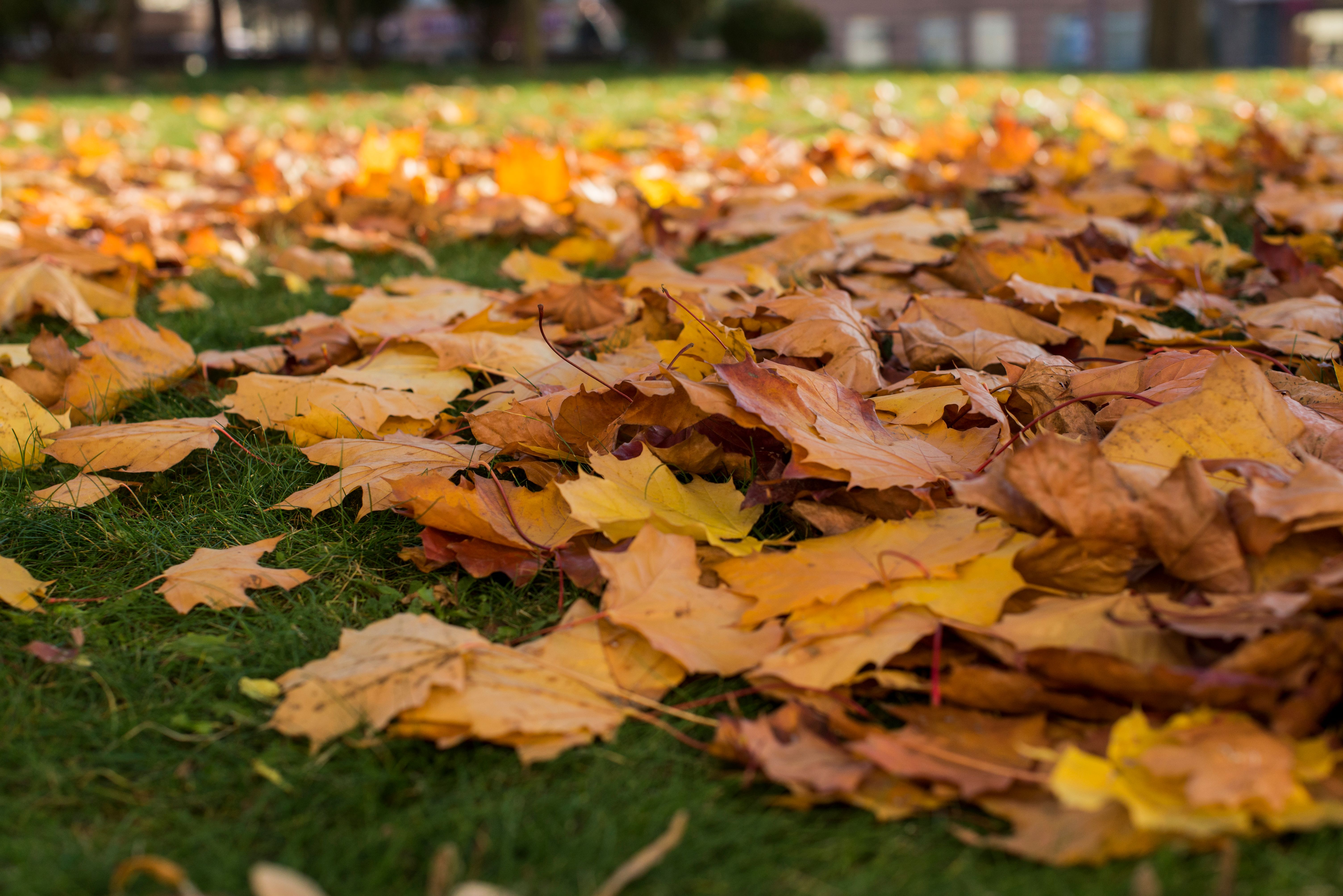 Leaf Removal in Lowell
