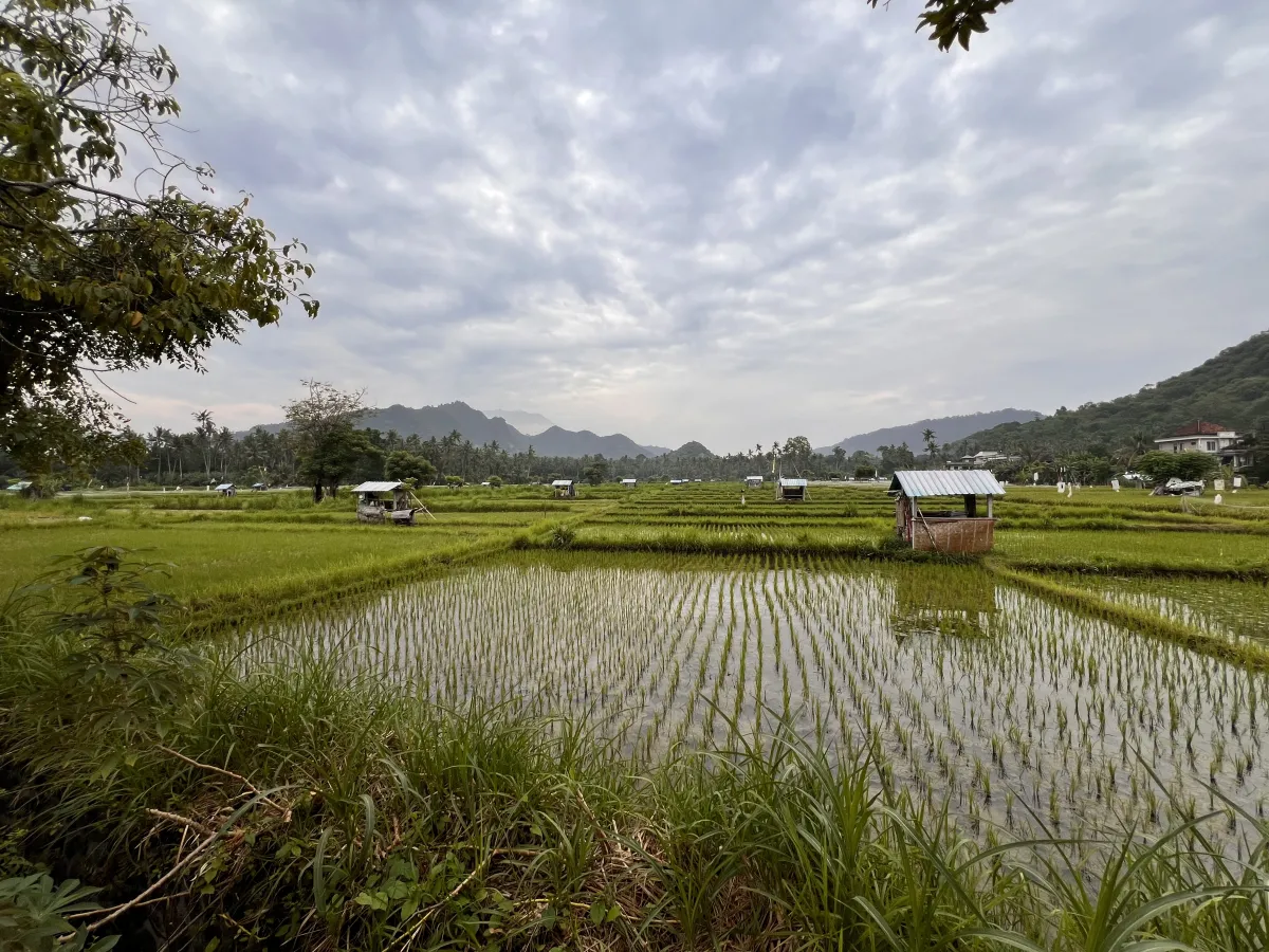 Rice fields in Candidasa