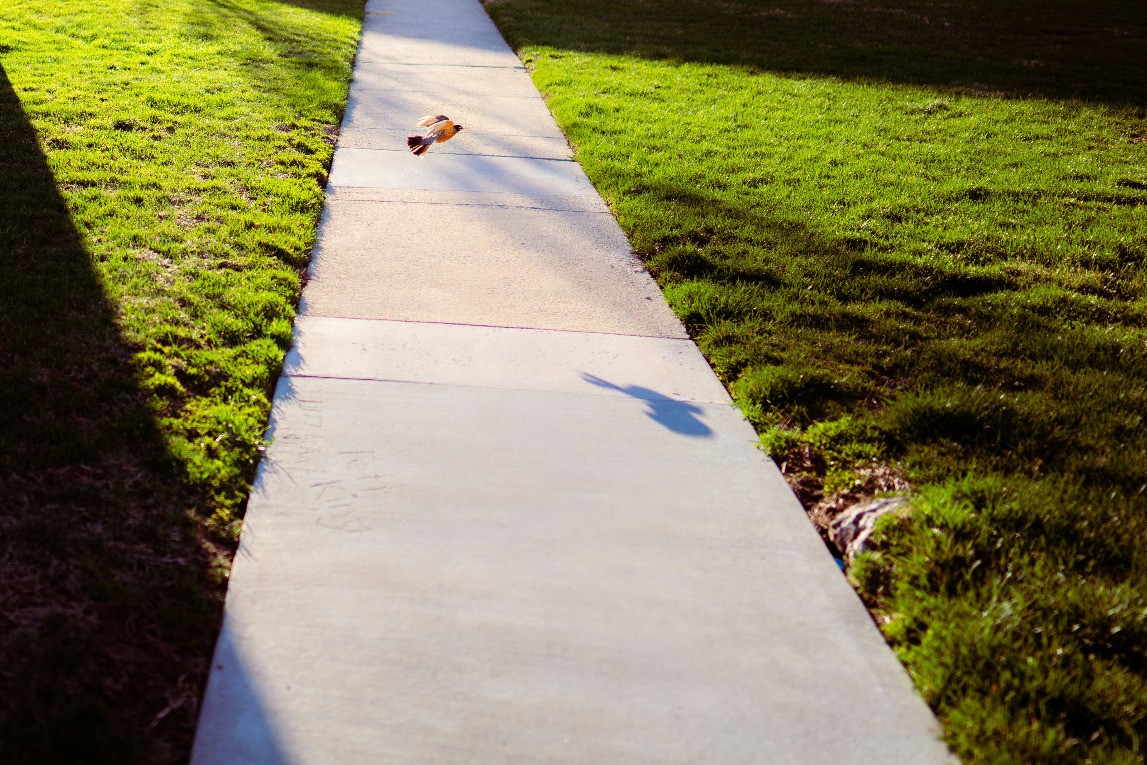 concrete path in the middle of green grassy hill