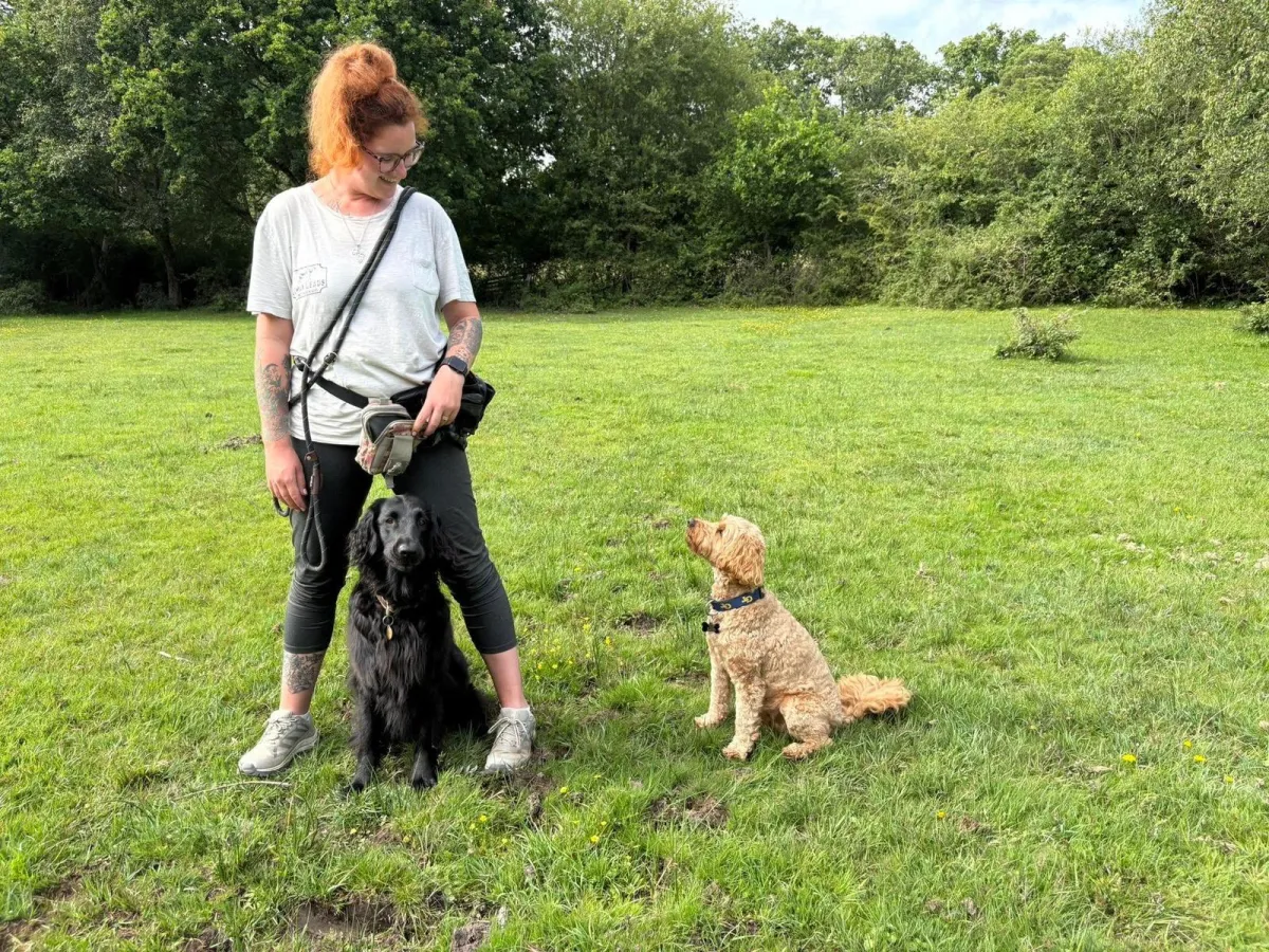 Dog enjoying a forest walk with Lomax Leads near New Milton