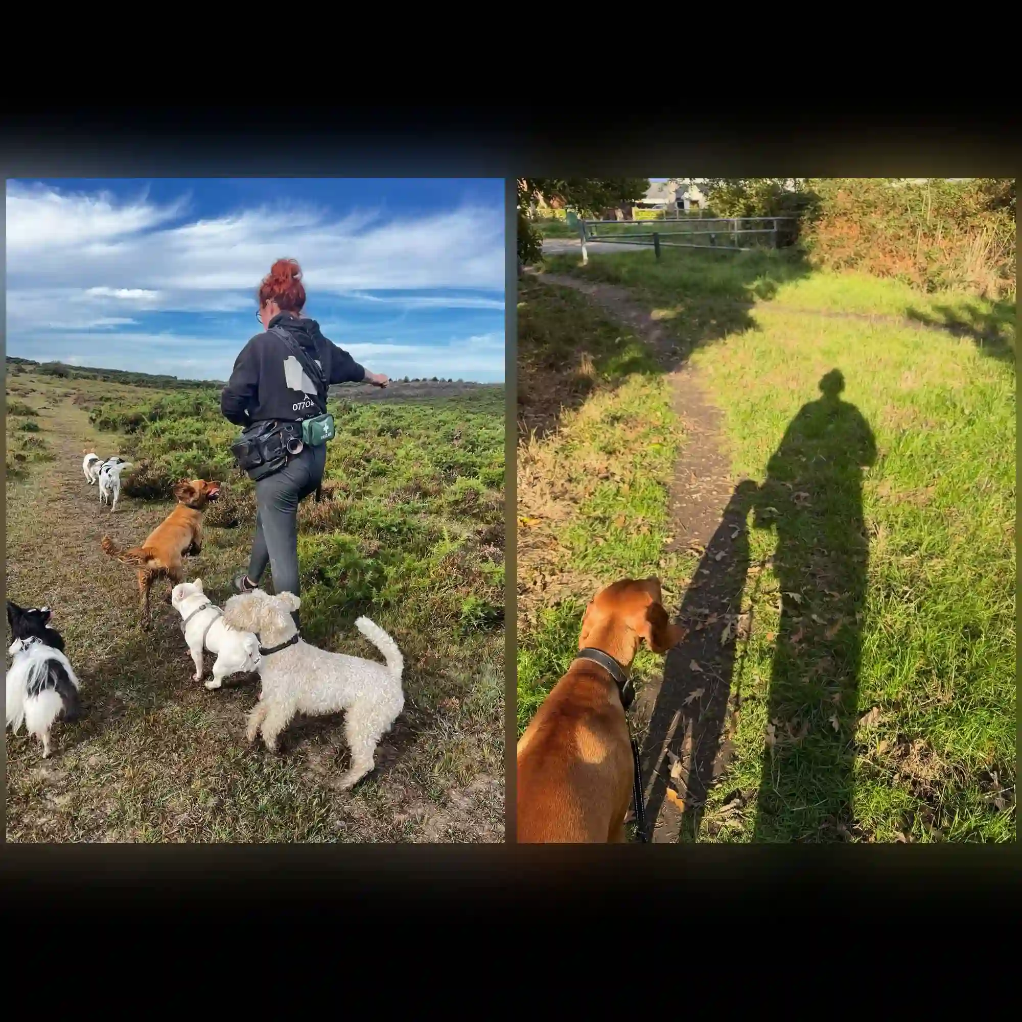 Dog Walking Placeholder