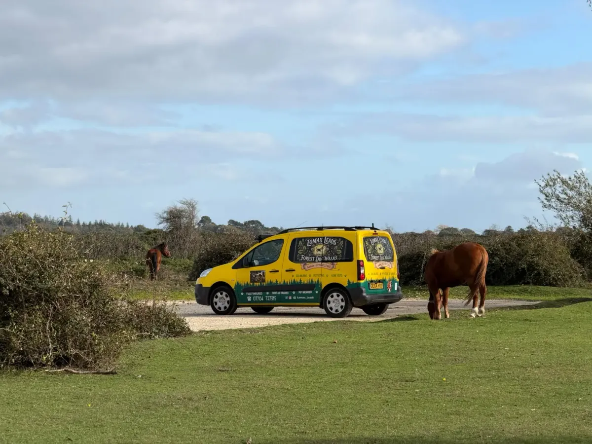 Dog walker and dogs on a countryside track near Lymington, Hampshire (New Forest)