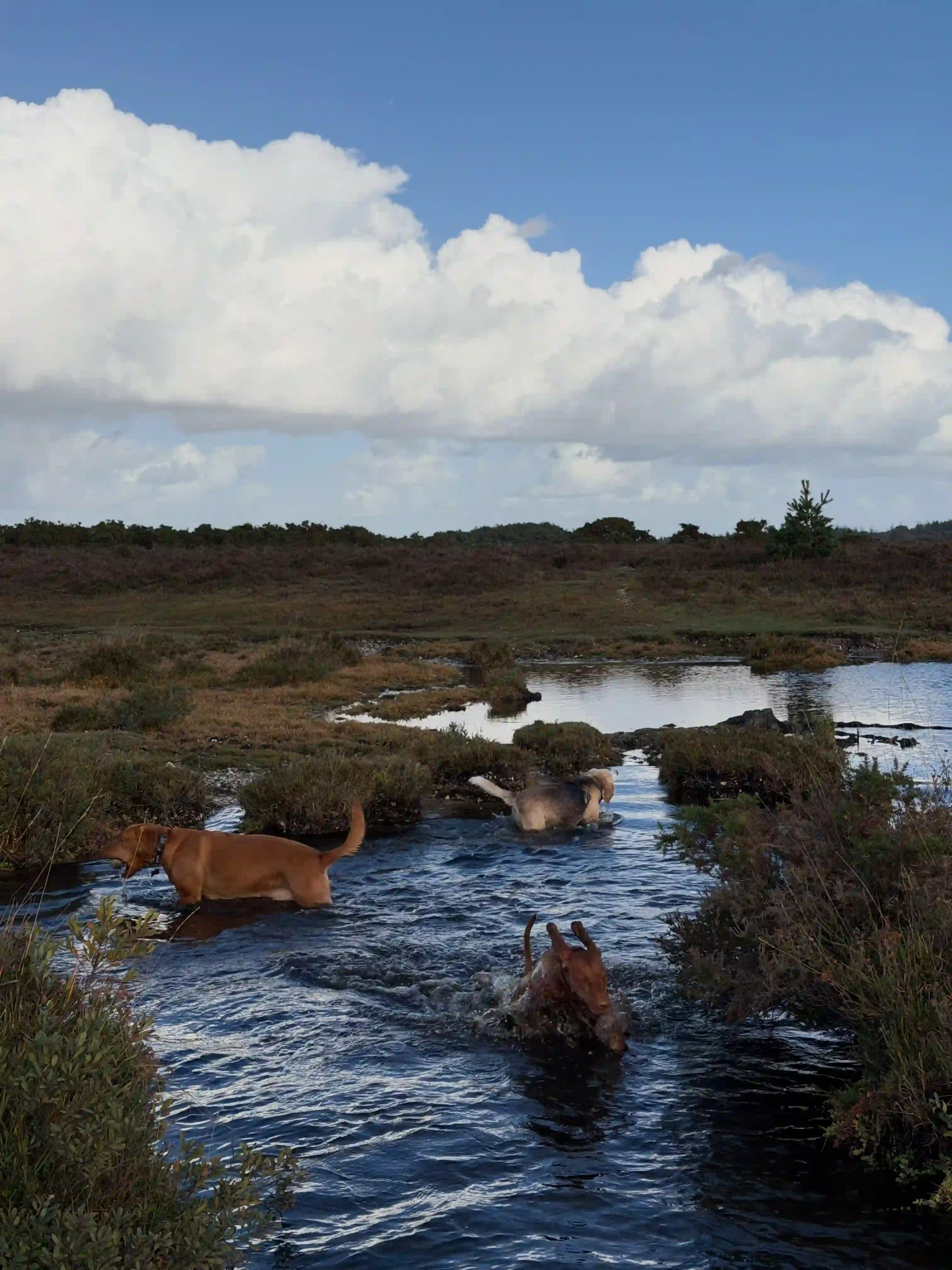 Happy family dog on a lead during a walk in the Lymington / New Forest area