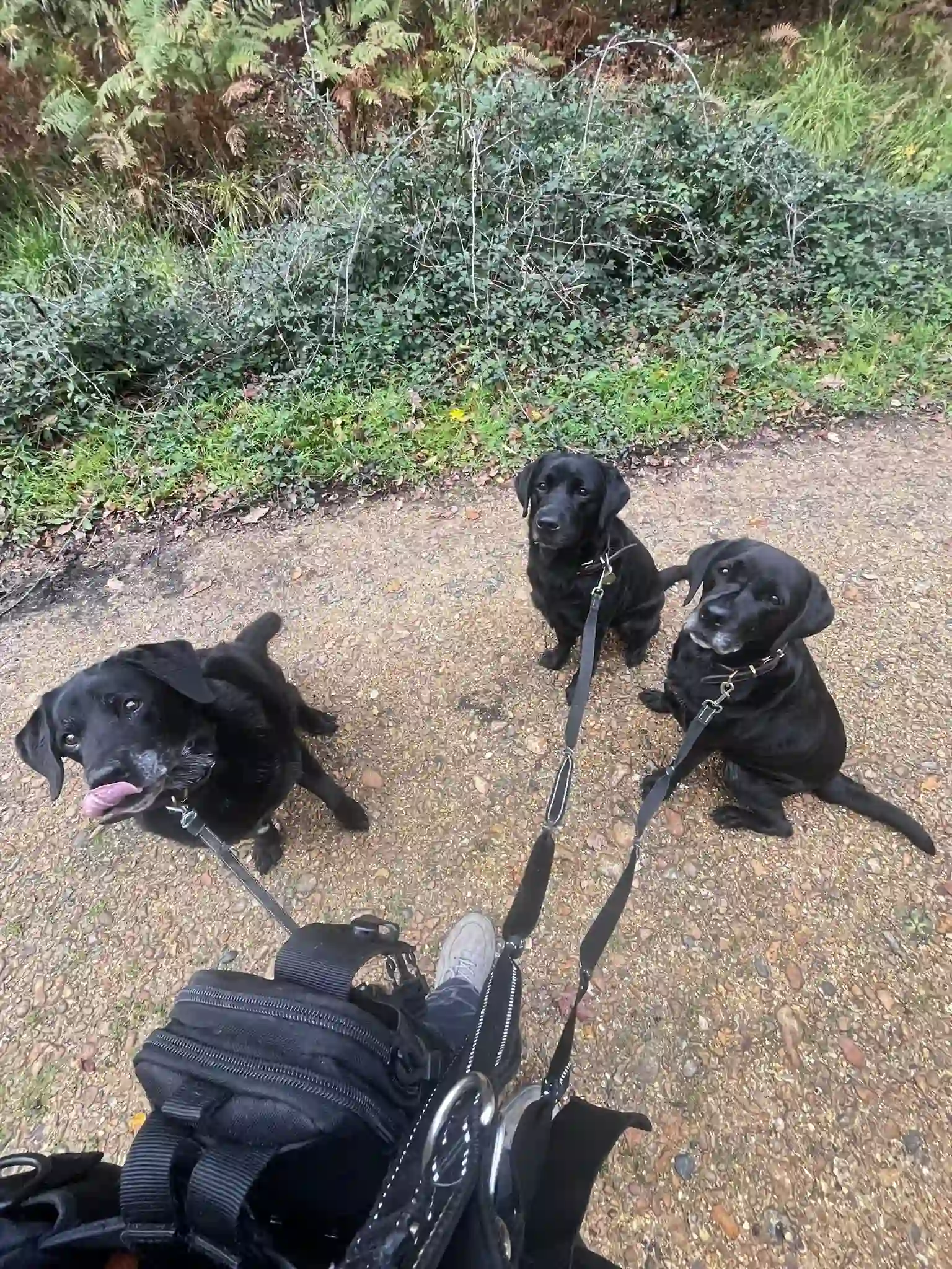 Small group dog walk on a woodland path in the New Forest near Lymington