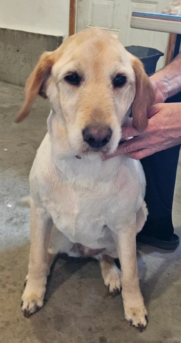 Siesta Key Dog Grooming