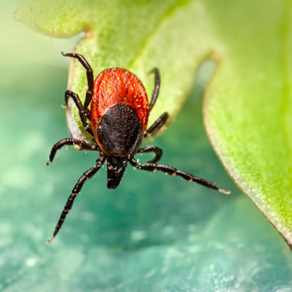 Tick Control in Victorville, CA