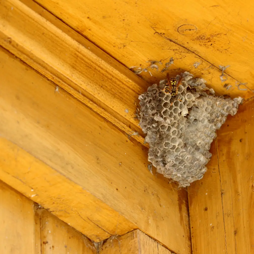 Wasp and Hornet Control in Victorville, CA