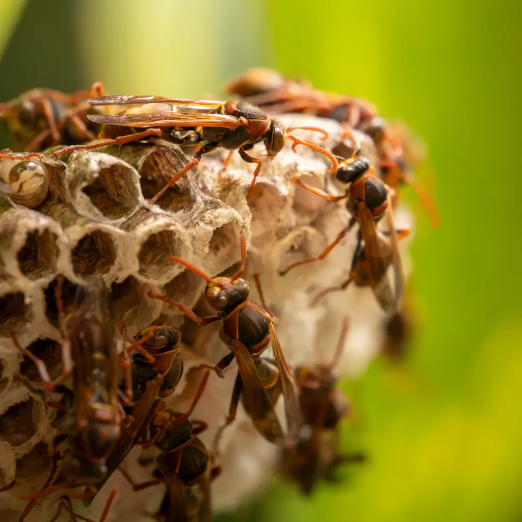 Wasp Exterminator in Victorville, CA
