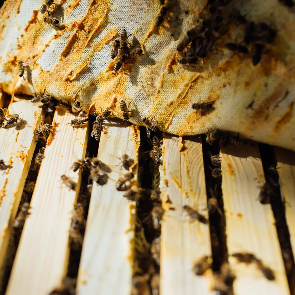 Bee Removal in Victorville, CA