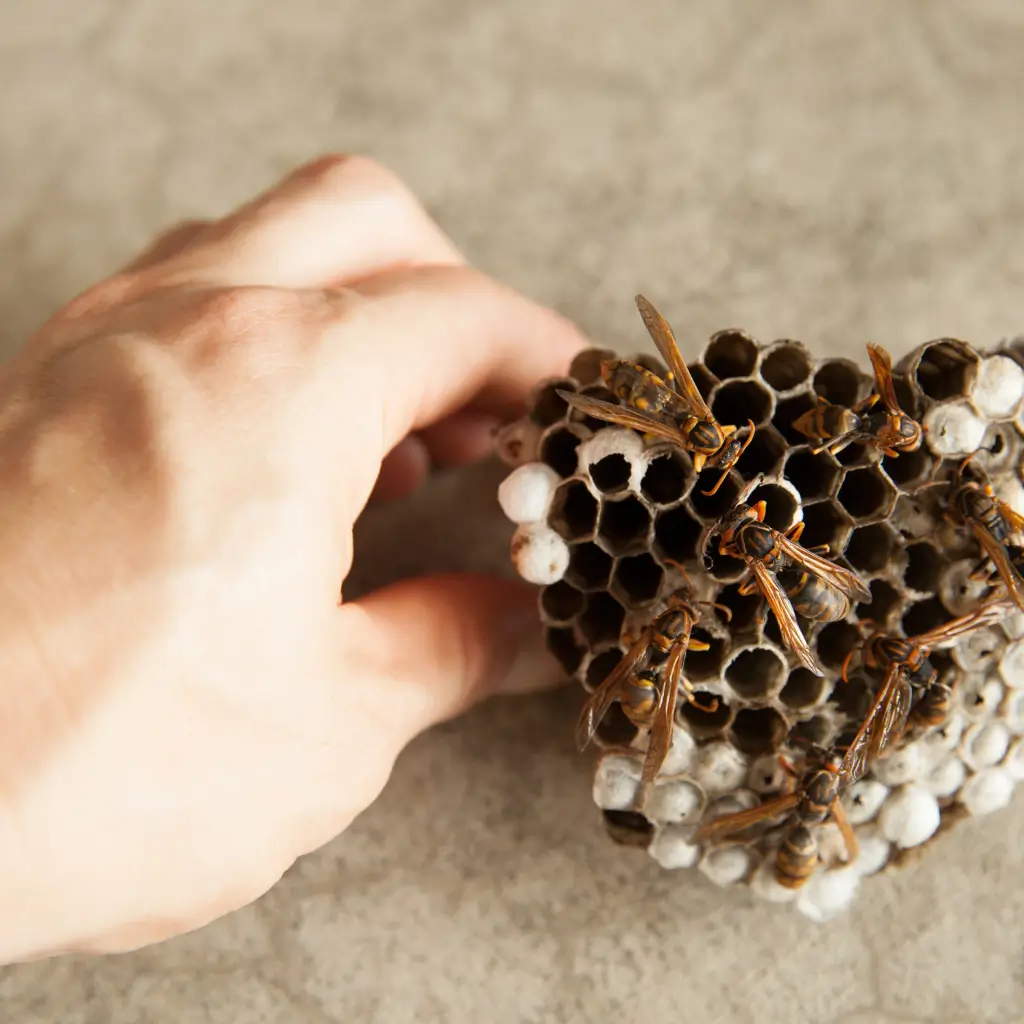 Bee Control in Victorville, CA