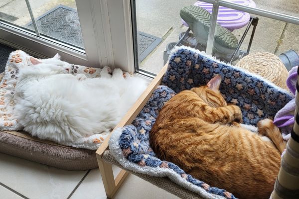 Biscuit & Snowball our rescue cats are sleeping on their beds.