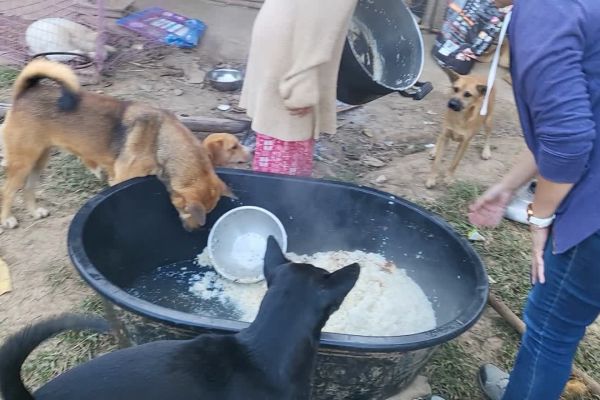 Rescue dogs gathering around a large tub of freshly cooked rice at a remote animal rescue near Chiang Rai, Thailand. Rice formed the staple of their daily diet and helped feed around 130 dogs and more than 20 cats living at the shelter.