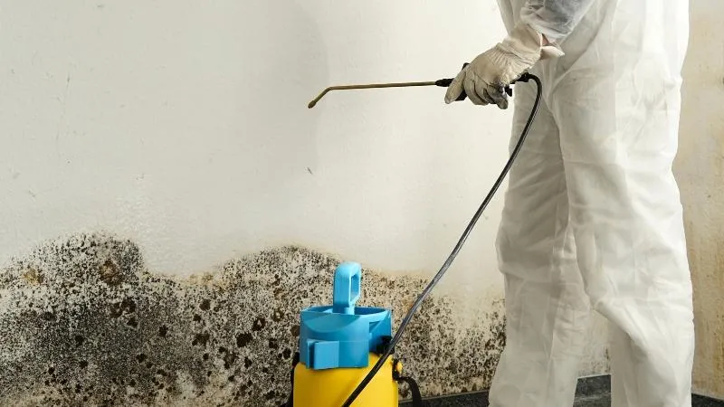 mold remediation and mold removal