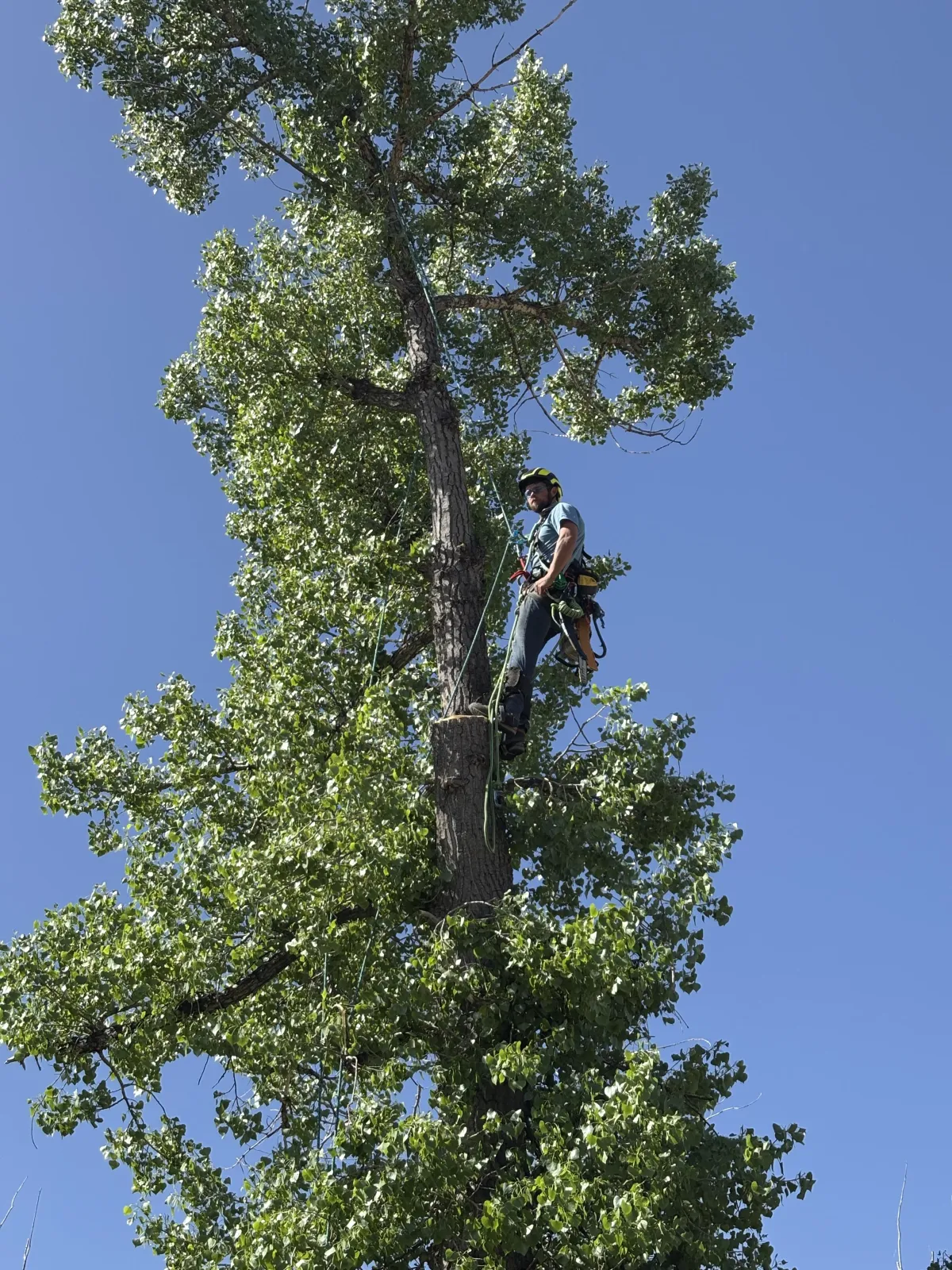 Tree removal