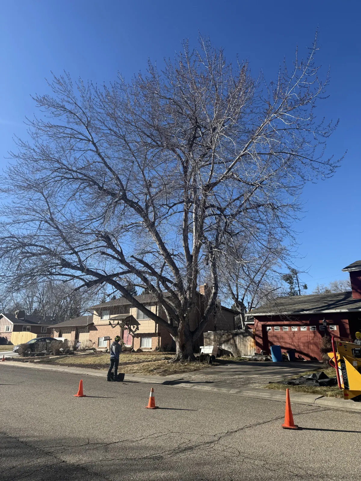 Tree removal