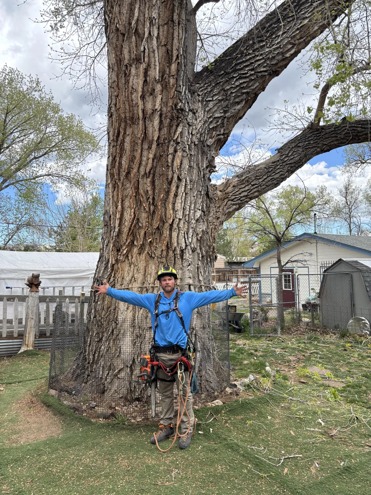 Wheat Ridge Tree removal
