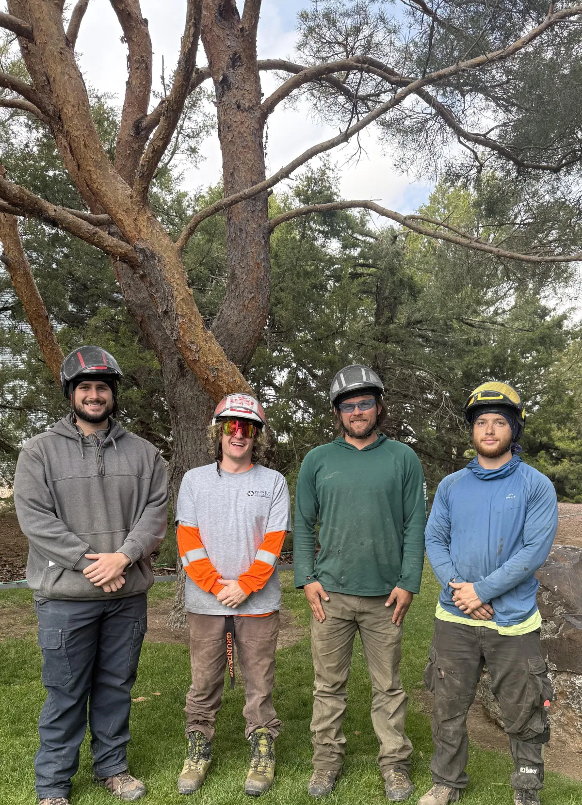 Tree Trimming & Arborist Services Arvada