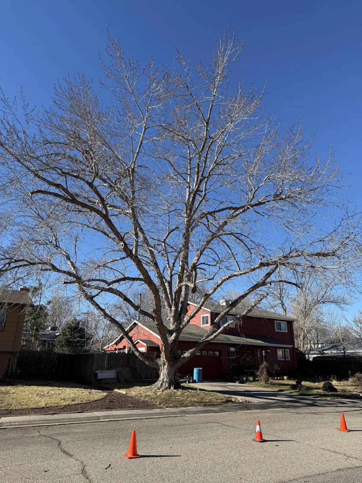 Arvada Tree trimming