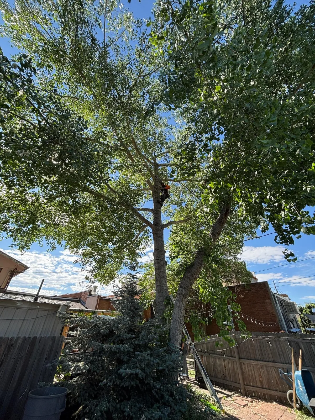 Tree removal