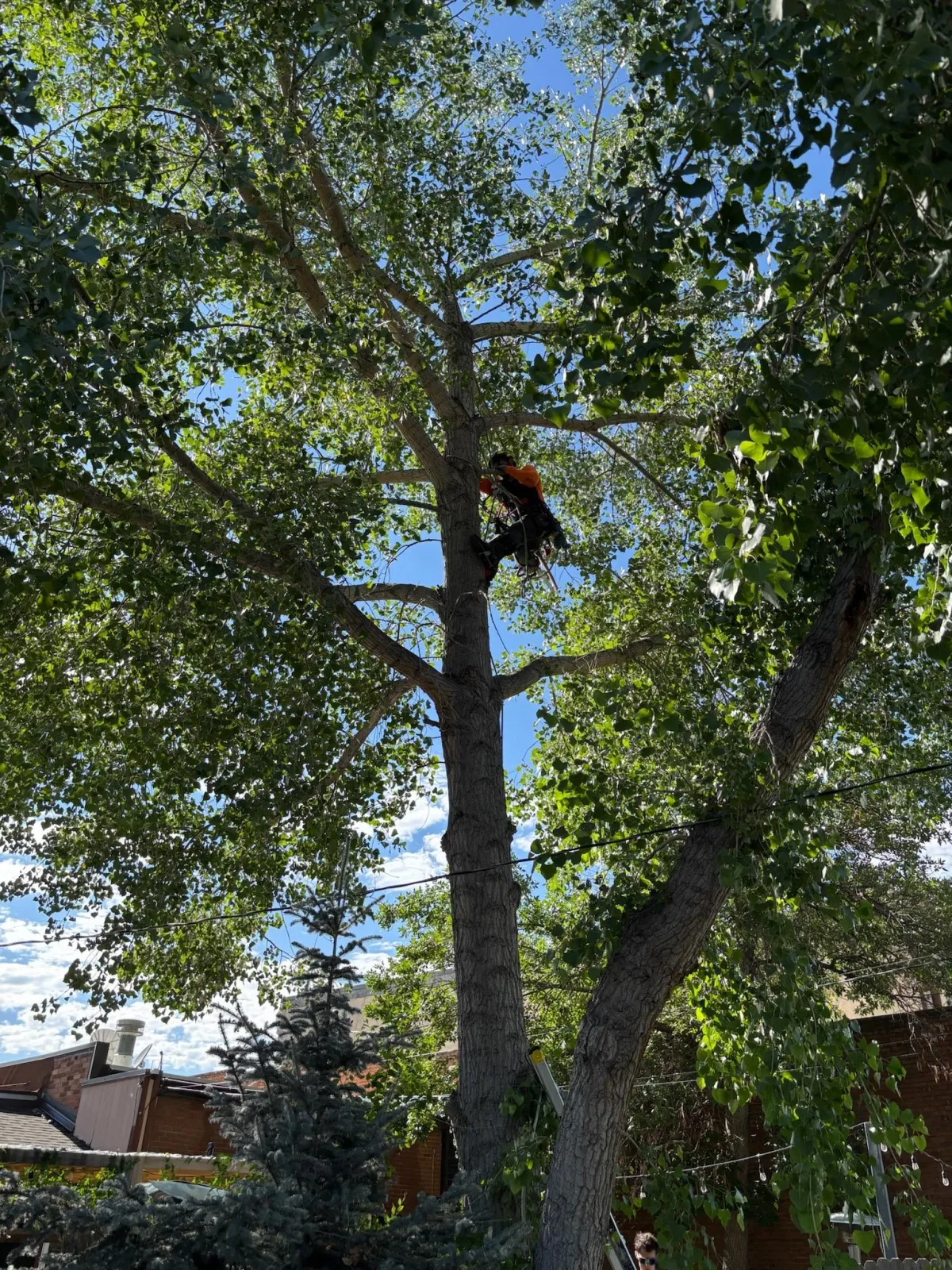 Wheat Ridge Tree trimming
