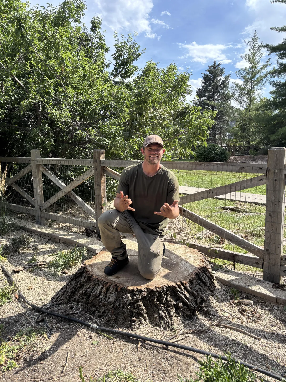 Tree removal