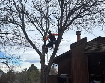 Cabling and bracing in Arvada