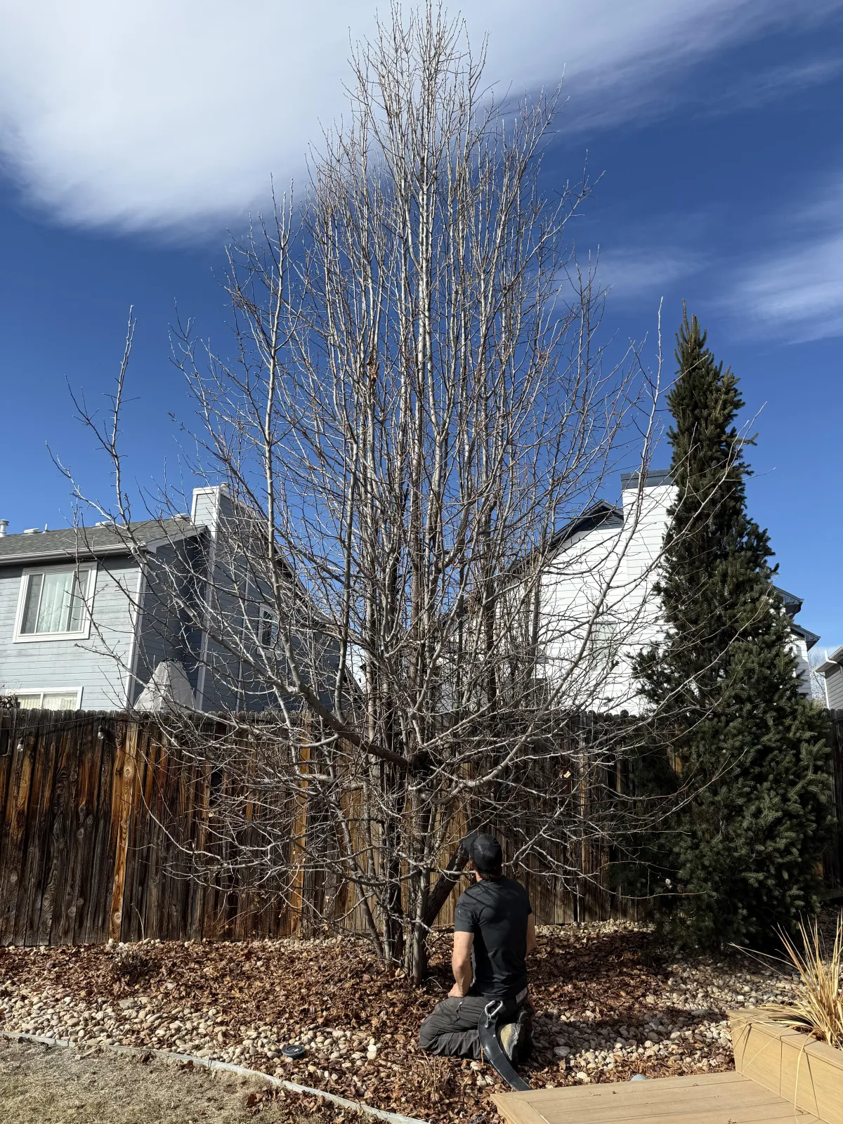 Tree trimming in Arvada