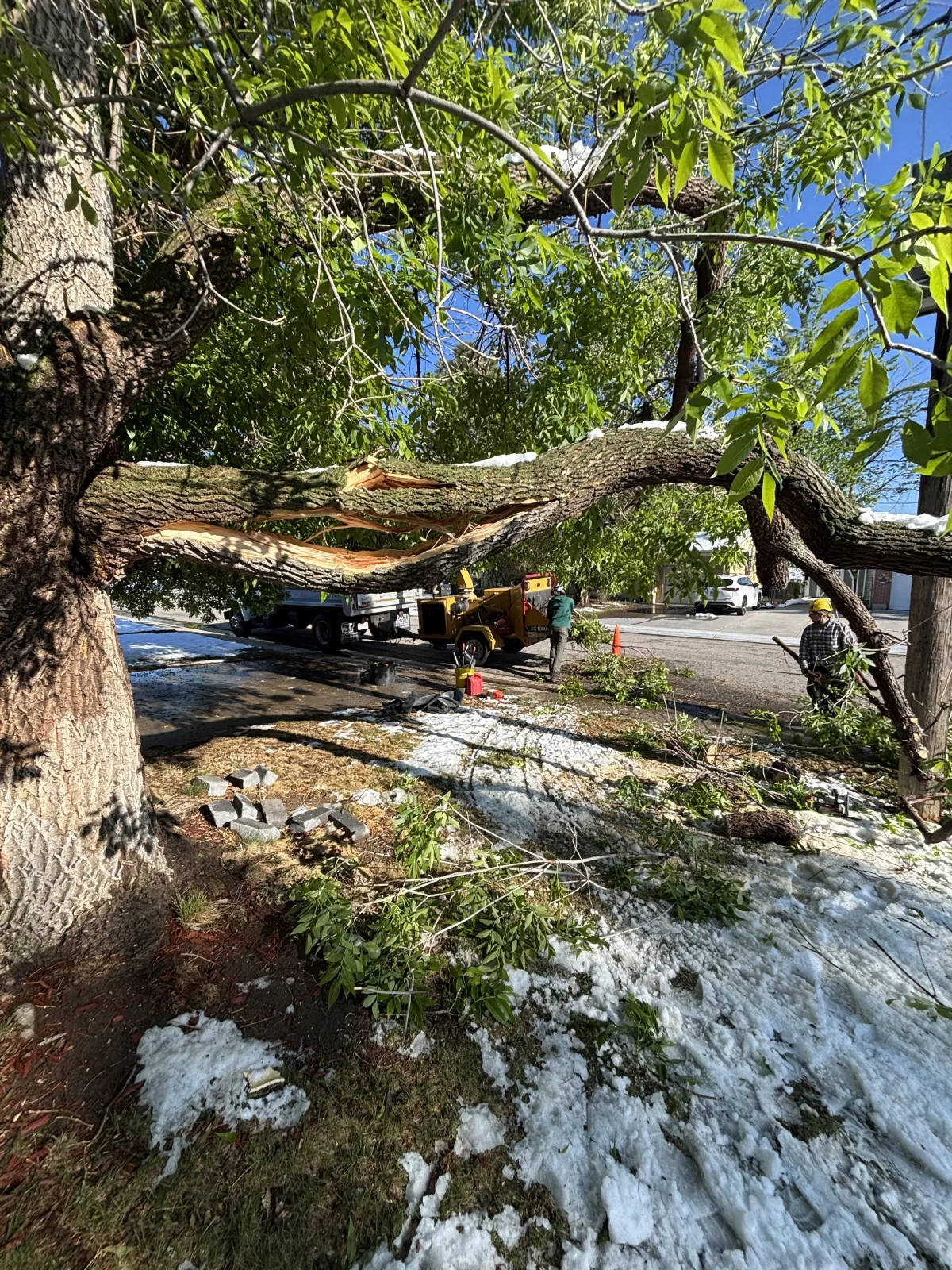 Arvada Tree removal