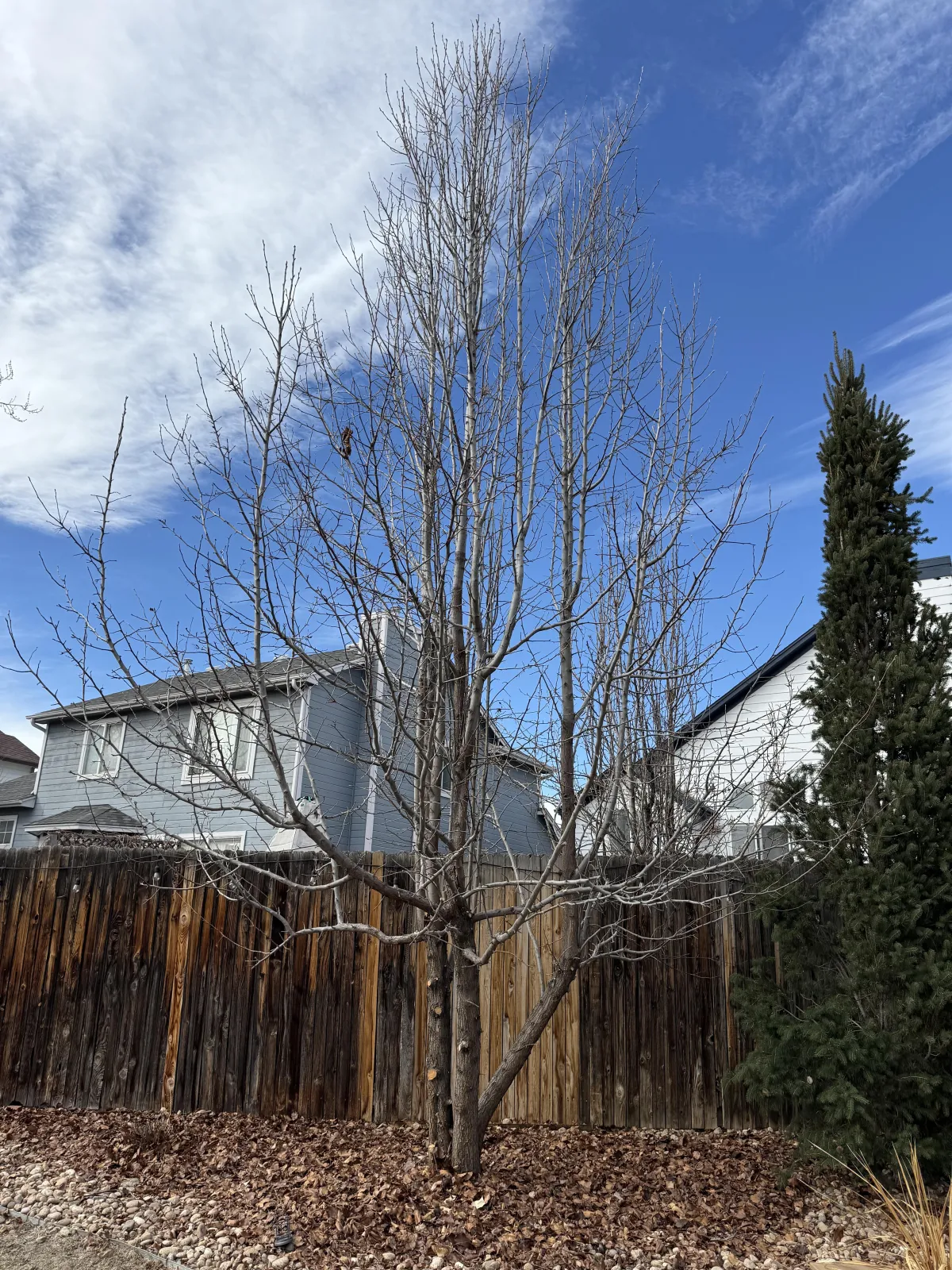 Arvada Tree Planting