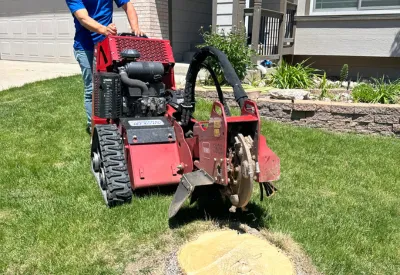Stump removal in Arvada