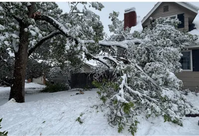 Emergency Tree Removal in Arvada