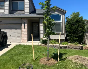 Tree Planting in Arvada