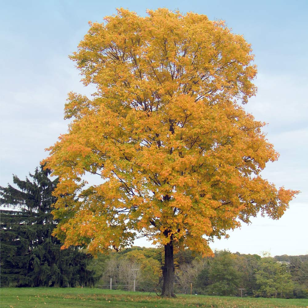Lakewood Tree Planting