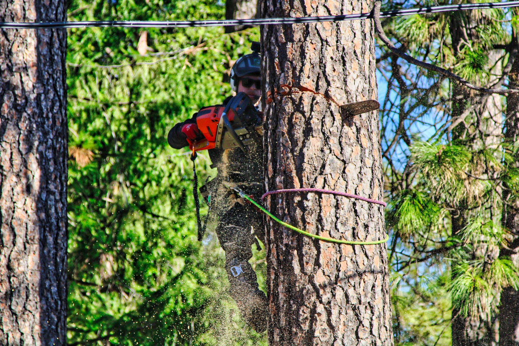 Tree Removal Dallas-Fort Worth